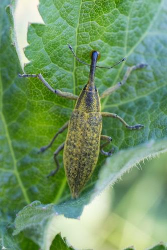 Réf. 205 449 : Lixus iridis